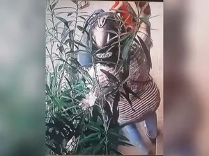 Miris! Sambil Bawa 2 Bocah, Emak-emak Curi Tanaman Bunga di Yogya