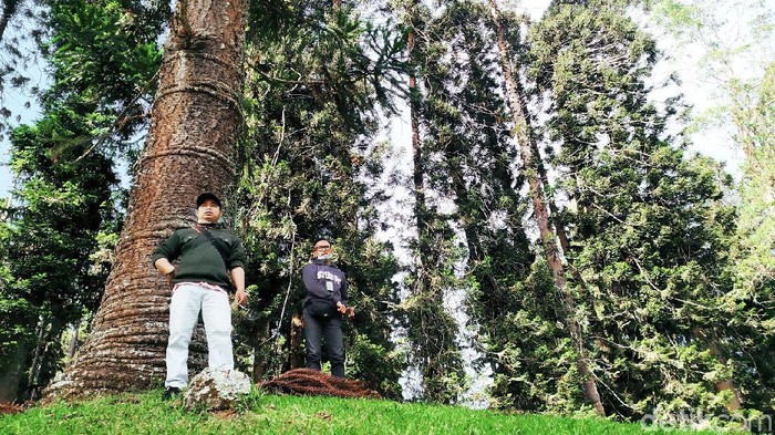 Kebun Raya Cibodas