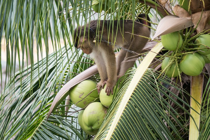 Kelapa Thailand yang Dipetik Monyet