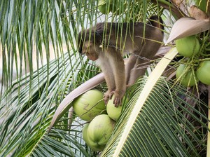 Kelapa Thailand yang Dipetik Monyet, Ditolak di Luar Negeri