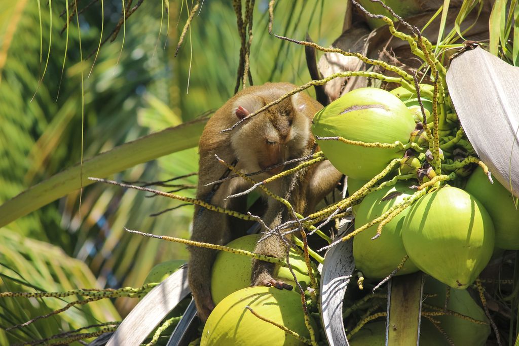 Kelapa Thailand yang Dipetik Monyet