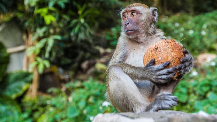 Kelapa Thailand yang Dipetik Monyet