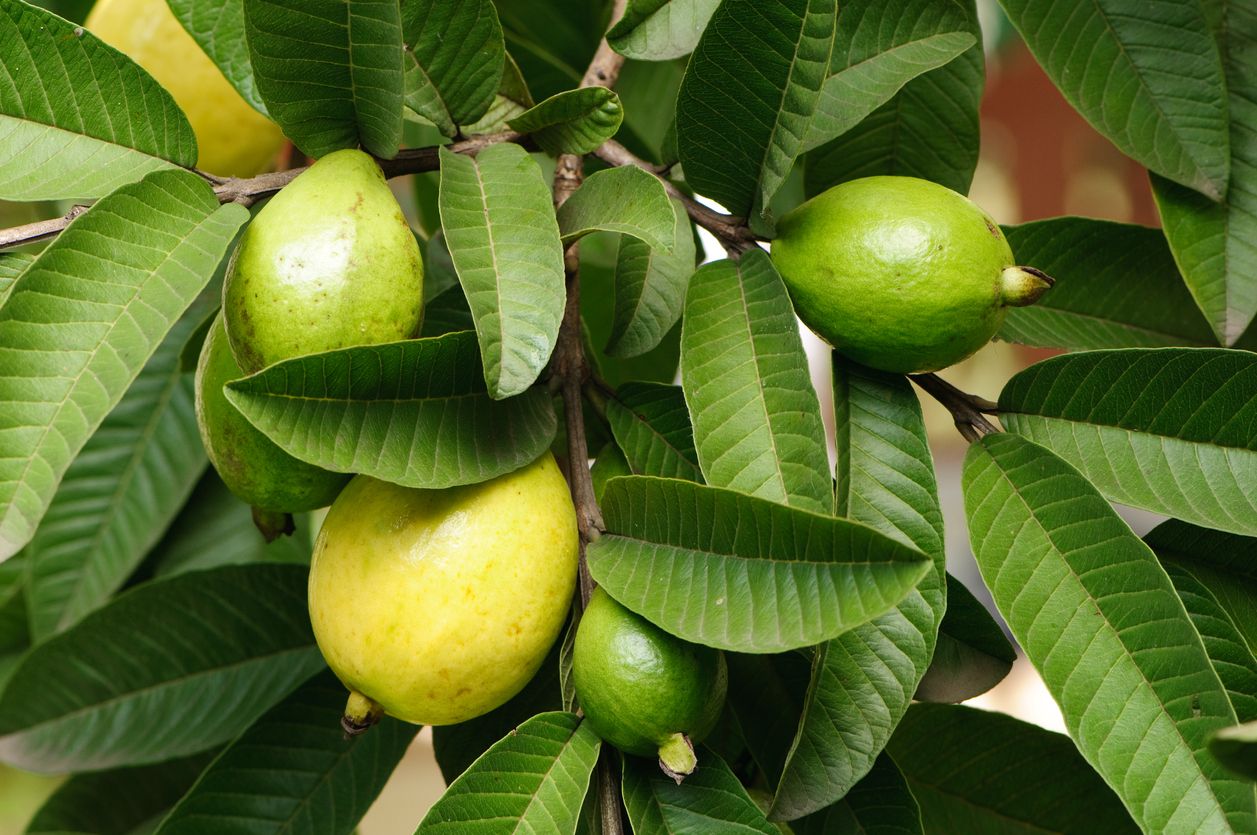 Khasiat air rebusan sayuran dan tanaman herbal
