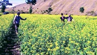Kawasan yang sempat viral di medsos itu merupakan kebun sawi bunga yang digarap Budi Hartono, warga setempat. Terletak tak jauh dari kawasan Kawah Wurung. Tepatnya di Desa Jampit, Kecamatan Ijen, Bondowoso.