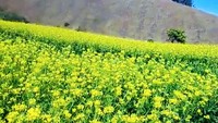 Di lahan milik Perhutani seluas sekitar 4 hektar tersebut memang ditanami Sawi Bunga (Brassica rapa - bahasa Latin). Usia sawi bunga mencapai sekitar 25-30 hari. Setelahnya tanaman itu dipanen lalu dibabat habis. 