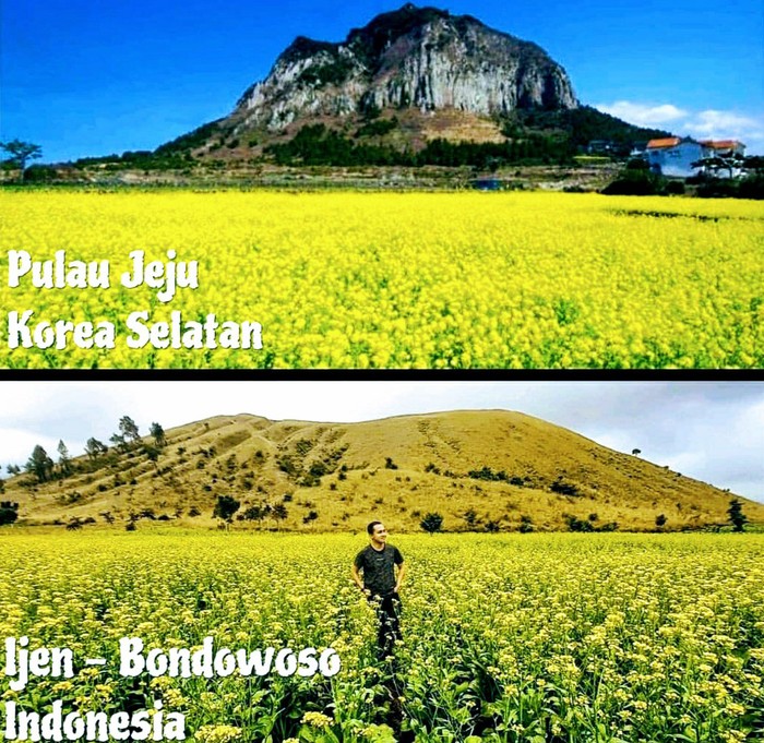 Lahan Sawi Bunga di Bondowoso Ini Disebut Mirip Pulau Jeju Korsel Sebuah kawasan di Ijen, Bondowoso, Jawa Timur, viral di media sosial dan jejaring percakapan karena keindahannya disebut mirip Pulau Jeju, Korea Selatan. Begini penampakannya.