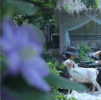 Walau kini memilih untuk tinggal di desa dan hidup sederhana bukan berarti Li Ziqi tidak banyak uang. Berdasarkan situs Social Blade, pendapatan Li Ziqi per tahunnya bisa mencapai $314 ribu (Rp 4,5 miliaran) hingga $5 juta (72 miliaran). Foto: YouTube Li Ziqi