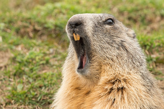 Konsumsi Daging Marmot