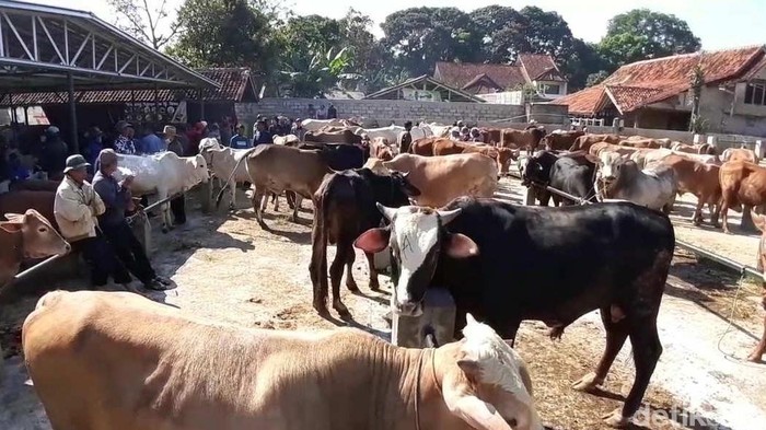 Pasar hewan Tanjungsari, Sumedang.s