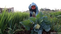 Permintaan brokoli putih kembali naik setelah Pembatasan Sosial Berskala Besar (PSBB) di Bandung selesai.