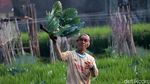 Permintaan Brokoli Putih Meningkat, Petani Senang