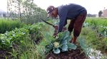 Permintaan Brokoli Putih Meningkat, Petani Senang