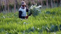 Setelah selesai Pembatasan Sosial Berskala Besar (PSBB), harga brokoli putih dikalangan petani kembali naik menjado Rp 3.500 perkilogram.