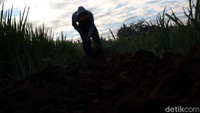 Seperti diketahui, saat ini aktivitas masyarakat khususnya rumah makan, katering dan resepsi pernikahan sudah kembali bisa digelar, sehingga permintaan brokoli putih kembali meningkat.