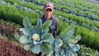 Petani brokoli putih di Desa Cibodas, Kecamatan Solokanjeruk, Kabupaten Bandung, Jawa Barat sedang melakukan panen, Selasa (7/7/2020).
