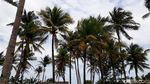 Ini di Bantul, tapi Rasa Hawaii
