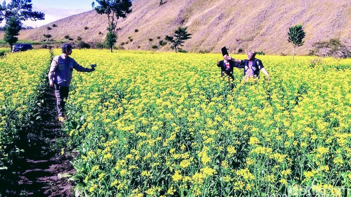 Wisata Bondowoso