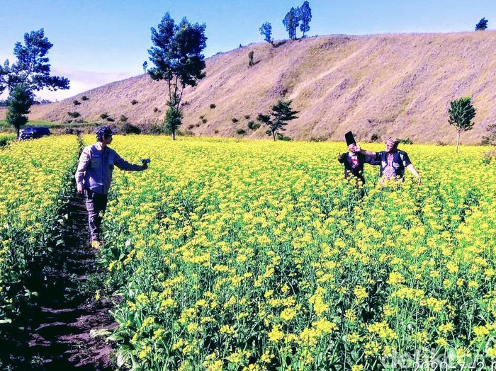 Wisata Bondowoso