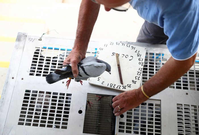 YEOVIL, ENGLAND - JUNE 25: Pigeons are liberated by the Warwickshire and District Federation at  Yeovil Showground on June 26, 2020 in Yeovil, England. (Photo by Michael Steele/Getty Images)