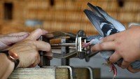 Setiap merpati harus diberikan tanda pada kakinya. Warna berbeda menunjukkan tahun mana burung itu dilahirkan dan masing-masing memiliki nomor terpisah.  