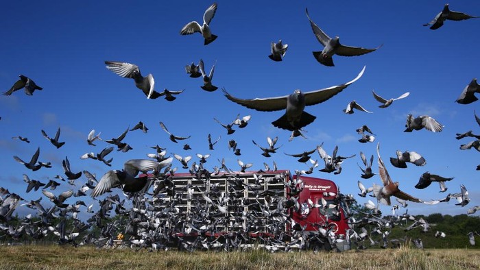 YEOVIL, ENGLAND - JUNE 25: Pigeons are liberated by the Warwickshire and District Federation at  Yeovil Showground on June 26, 2020 in Yeovil, England. (Photo by Michael Steele/Getty Images)