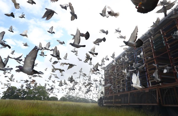 Burung merpati dikenal dengan bakatnya yang mampu kembali pulang setelah dilepas. Bagaimana burung-burung itu menemukan jalan pulang masih menjadi salah satu misteri di dunia. Burung merpati dikenal dengan bakatnya yang mampu kembali pulang setelah dilepas. Bagaimana burung-burung itu menemukan jalan pulang masih menjadi salah satu misteri di dunia.