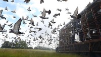 Burung merpati dikenal dengan bakatnya yang mampu kembali pulang setelah dilepas. Bagaimana burung-burung itu menemukan jalan pulang masih menjadi salah satu misteri di dunia.  