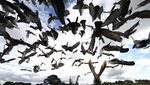 Balap Merpati Kembali Digelar Usai Lockdown