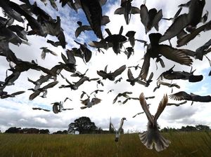 Burung Termahal di Dunia yang Harganya Nggak Kira-kira