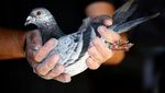 Balap Merpati Kembali Digelar Usai Lockdown
