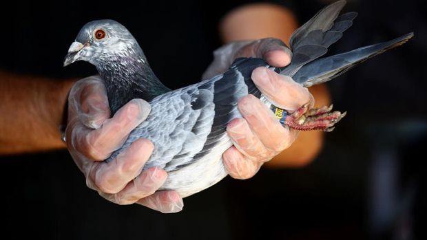 YEOVIL, ENGLAND - JUNE 25: Pigeons are liberated by the Warwickshire and District Federation at  Yeovil Showground on June 26, 2020 in Yeovil, England. (Photo by Michael Steele/Getty Images)