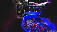 Jalan Sumenep yang berada di kawasan Menteng, Jakarta, tersohor sebagai salah satu pusat penjualan ikan hias di ibu kota.
