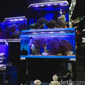 7 Jenis Ikan Hias Air Tawar yang Mudah Dipelihara dalam Akuarium 7 Jenis Ikan Hias Air Tawar yang Mudah Dipelihara dalam Akuarium