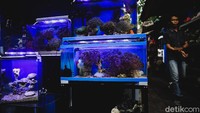 Beragam ikan hias dan aksesorisnya seperti akuarium serta hiasannya dijajakan oleh para pedagang di kawasan tersebut. Harga yang ditawarkan pun bervariasi lho.
