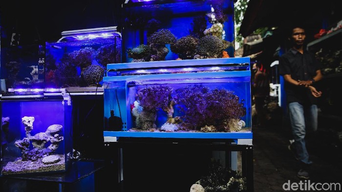 Berburu Beragam Ikan Hias di Menteng Jalan Sumenep di kawasan Menteng terkenal sebagai salah satu sentra ikan hias di Jakarta. Beragam ikan hias hingga aksesoris dijajakan para pedagang di sana.