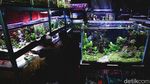 Serunya Berburu Aneka Ikan Hias di Menteng