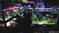 Para pedagang di sentra ikan hias itu pun mengakui bahwa hobi aquascape kini tengah naik daun di kalangan masyarakat.