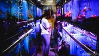 Seorang pengunjung sedang melihat beragam ikan hias yang dijajakan oleh pedagang di sentra ikan hias yang berada di Jalan Sumenep, Menteng, Jakarta, Rabu (8/7/2020).