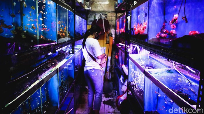 Berburu Beragam Ikan Hias di Menteng Jalan Sumenep di kawasan Menteng terkenal sebagai salah satu sentra ikan hias di Jakarta. Beragam ikan hias hingga aksesoris dijajakan para pedagang di sana.
