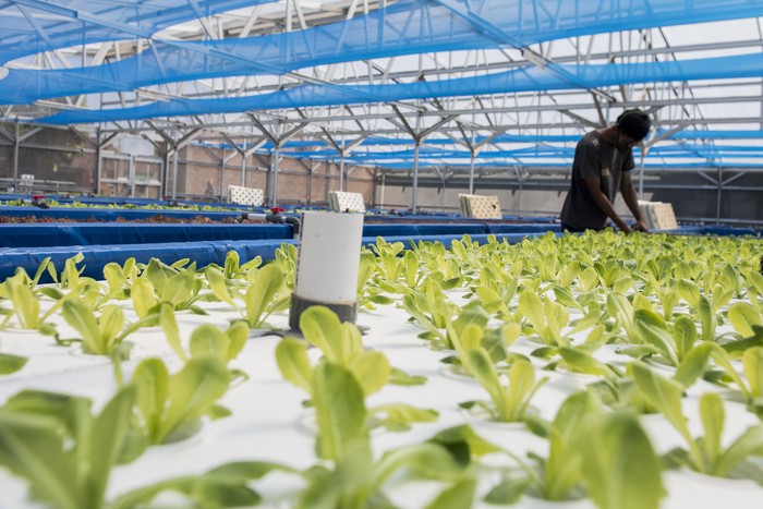 Mengintip Teknik Budidaya Ras Aquaponik