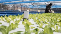 Teknologi ini merupakan gabungan dari aquakultur dengan hidroponik untuk memaksimalkan fungsi air dan ruang sebagai media pemeliharaan.