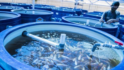Mengintip Teknik Budidaya Ras Aquaponik