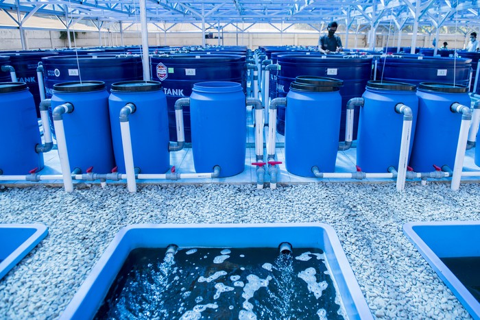 Mengintip Teknik Budidaya Ras Aquaponik