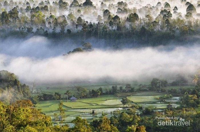 Bukit Kabut Bawang Bakung