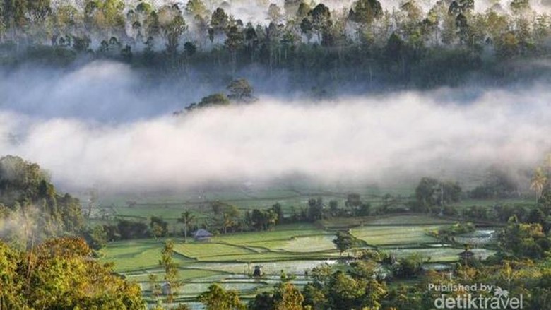 Bukit Kabut Bawang Bakung Bukit Kabut Bawang Bakung