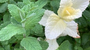 Tanaman daun mint salah satunya berwarna albino. Foto: Brightside