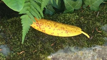 Daun ini sekilas tampak seperti buah pisang. Foto: Brightside