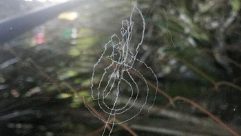 Sarang laba-laba ini seperti lambang kunci G. Foto: Brightside