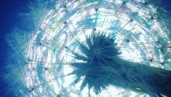 Pelangi mini yang tercipta dari difraksi cahaya melalui biji dandelion. Foto: Brightside