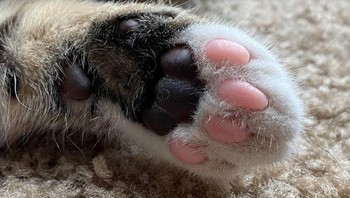 Ada dua warna pada telapak kaki kucing ini. Foto: Brightside